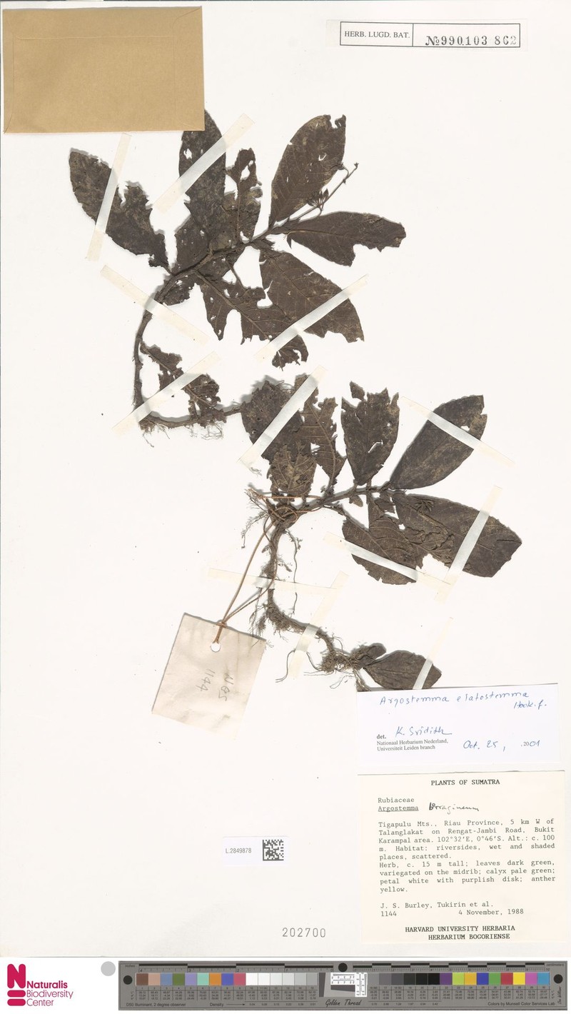 Argostemma elatostemma photo 5