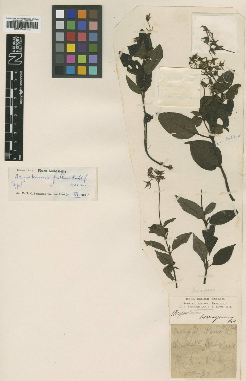 Argostemma fallax