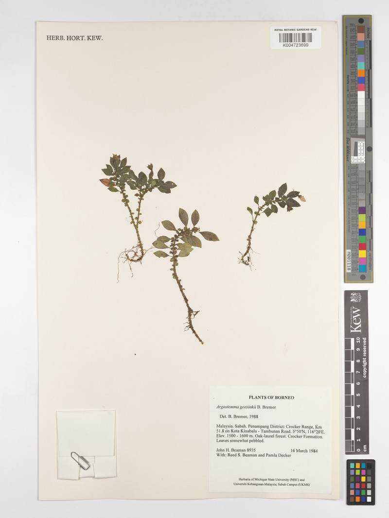 Argostemma geesinkii photo 2