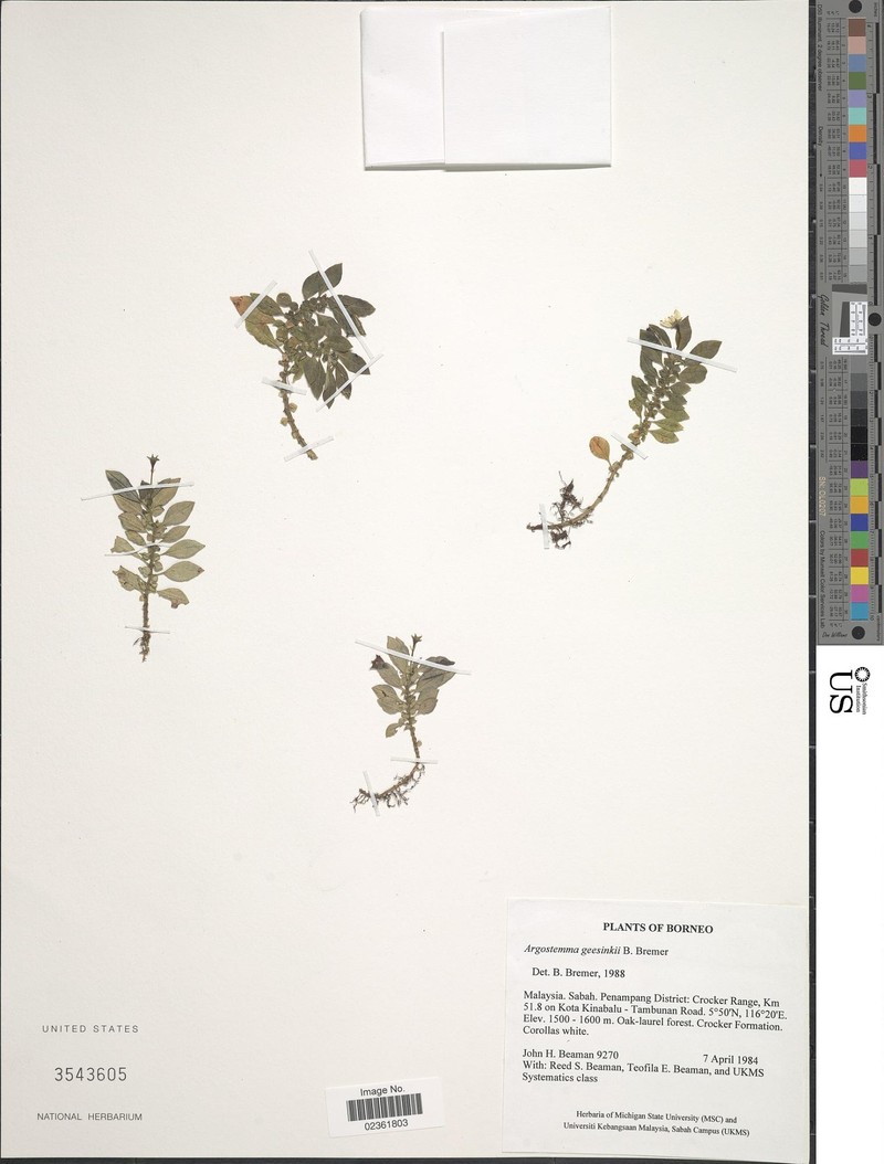Argostemma geesinkii photo 3