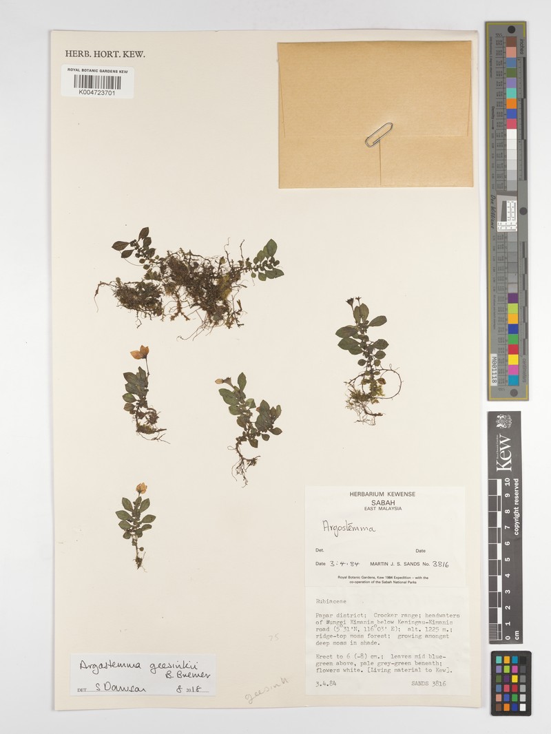 Argostemma geesinkii photo 4