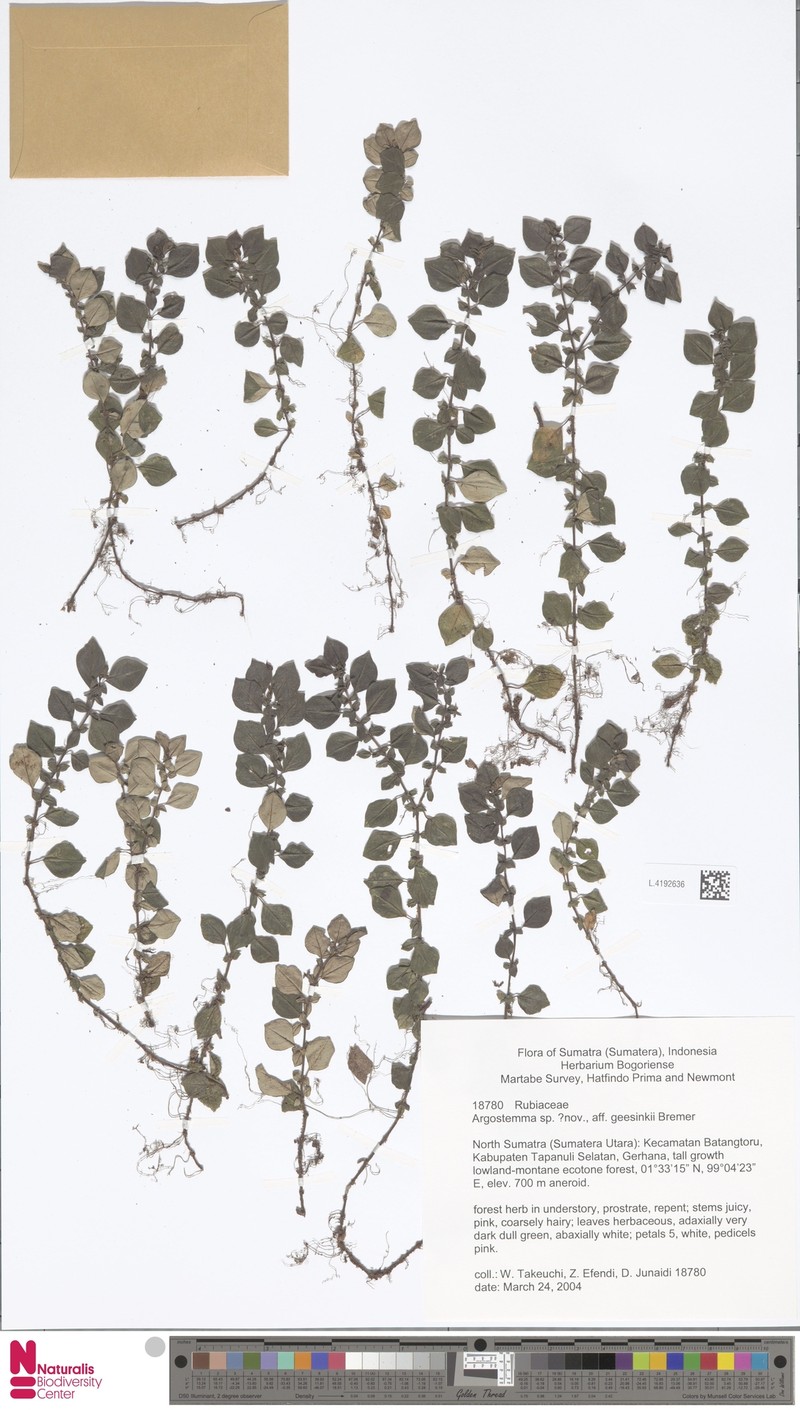 Argostemma geesinkii