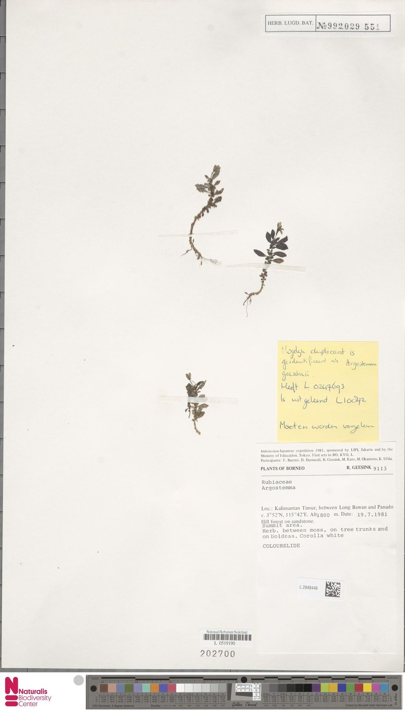 Argostemma geesinkii photo 2