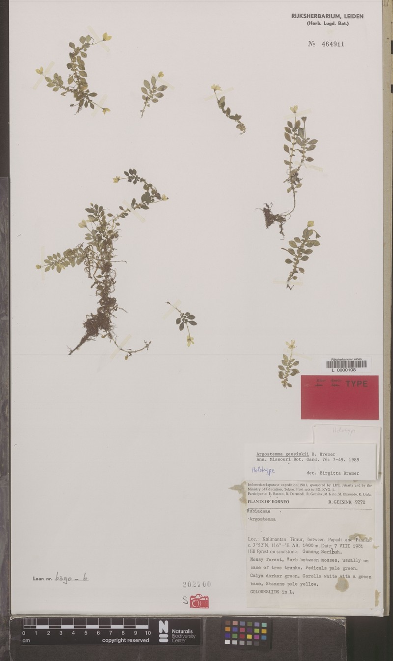 Argostemma geesinkii photo 3