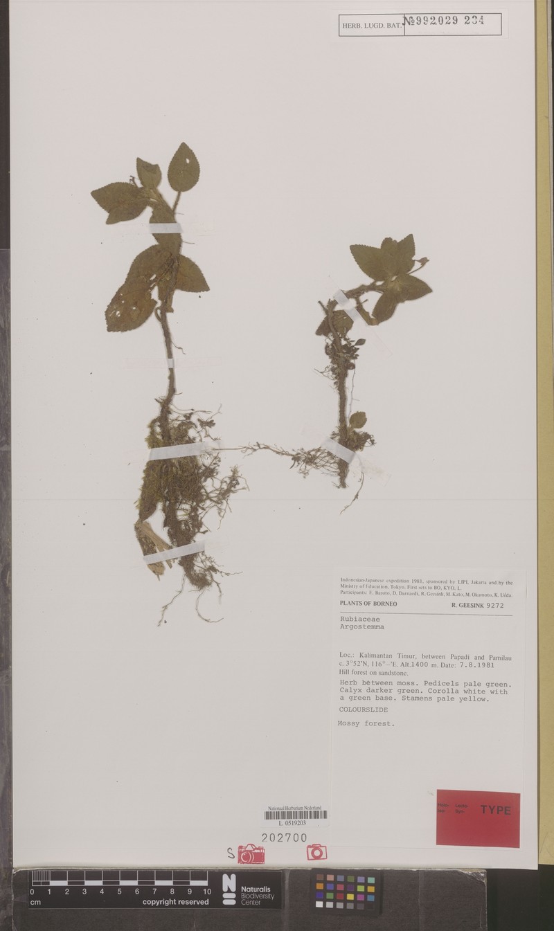 Argostemma geesinkii photo 4