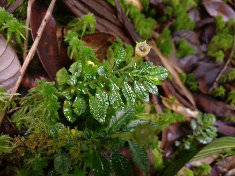 Argostemma gracile