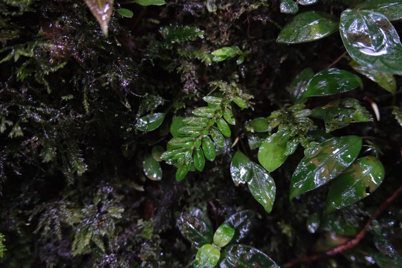 Argostemma gracile photo 3