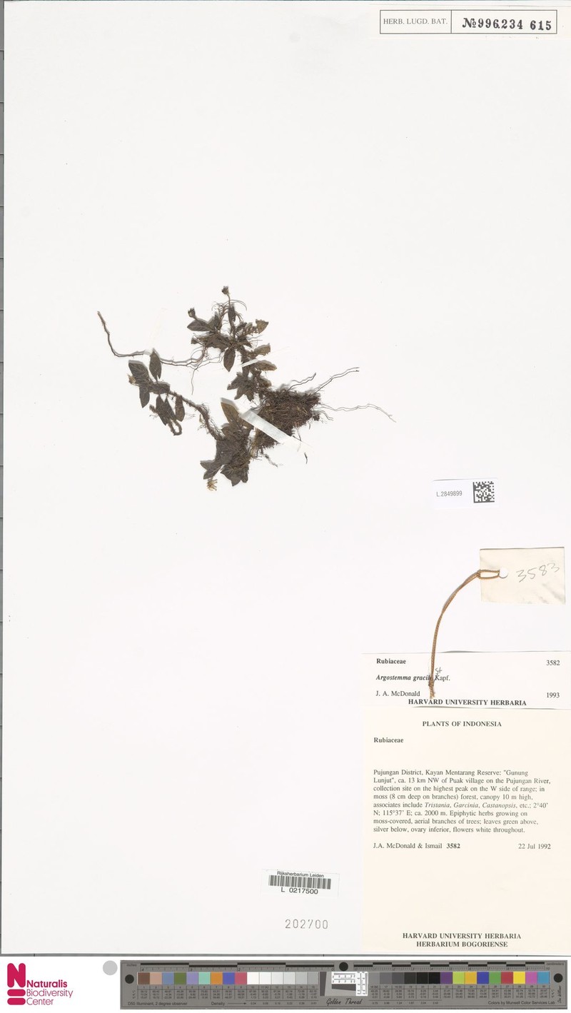 Argostemma gracile photo 4