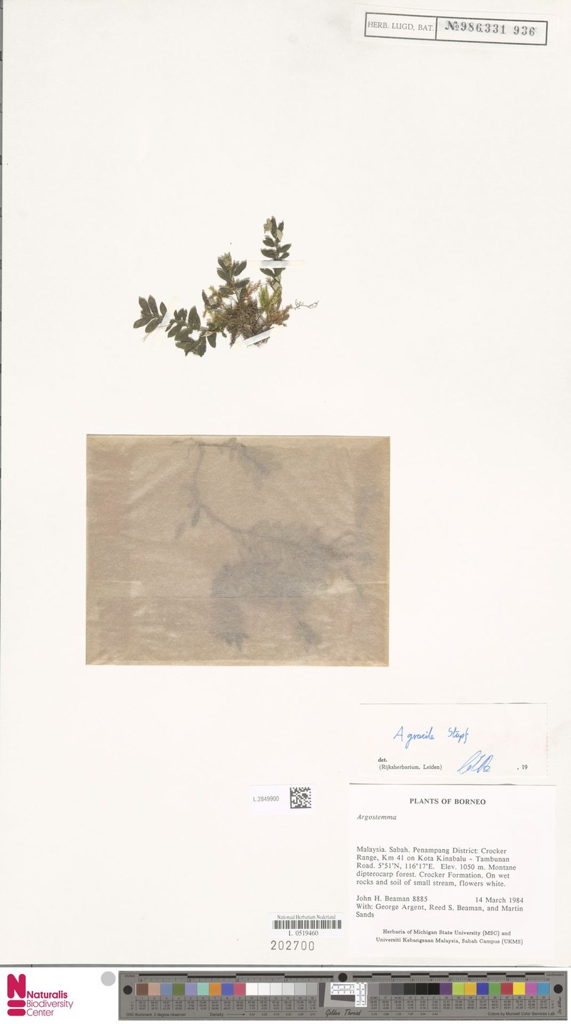 Argostemma gracile photo 5