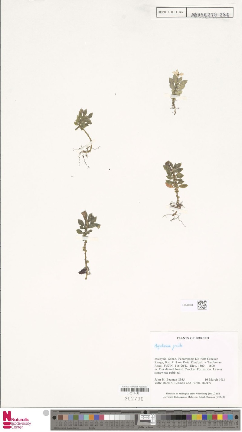 Argostemma gracile photo 6
