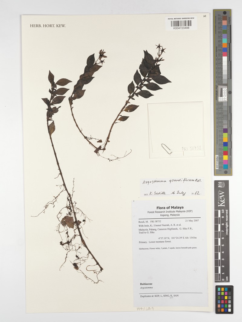 Argostemma grandiflorum photo 3
