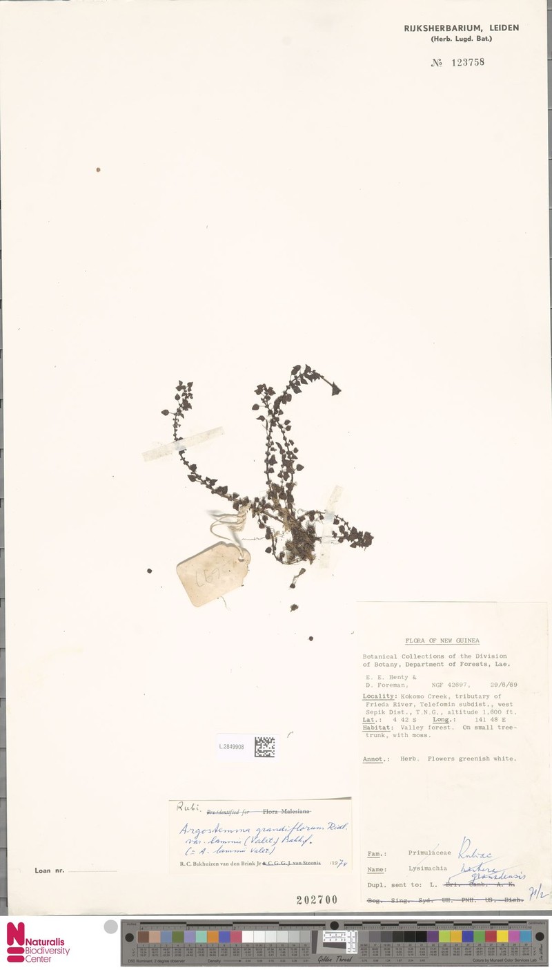 Argostemma grandiflorum