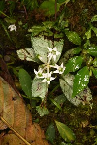 Argostemma hameliifolium