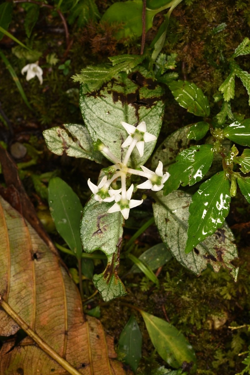 Argostemma hameliifolium