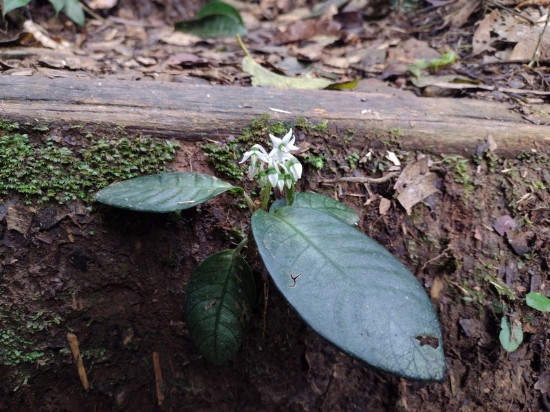 Argostemma hameliifolium photo 2