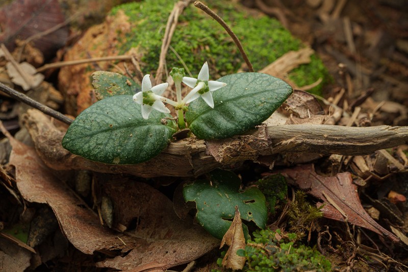 Argostemma hameliifolium photo 3