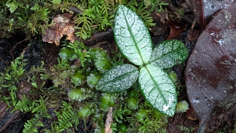 Argostemma hameliifolium photo 6