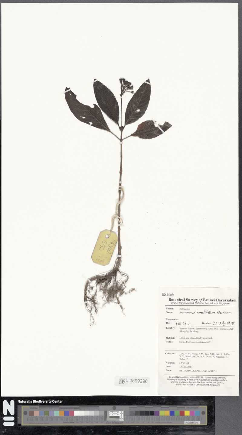 Argostemma hameliifolium photo 7
