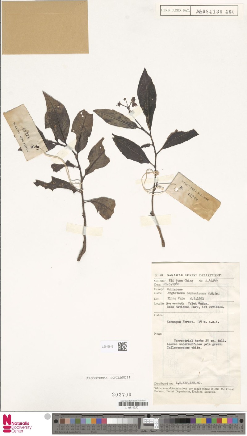 Argostemma havilandii