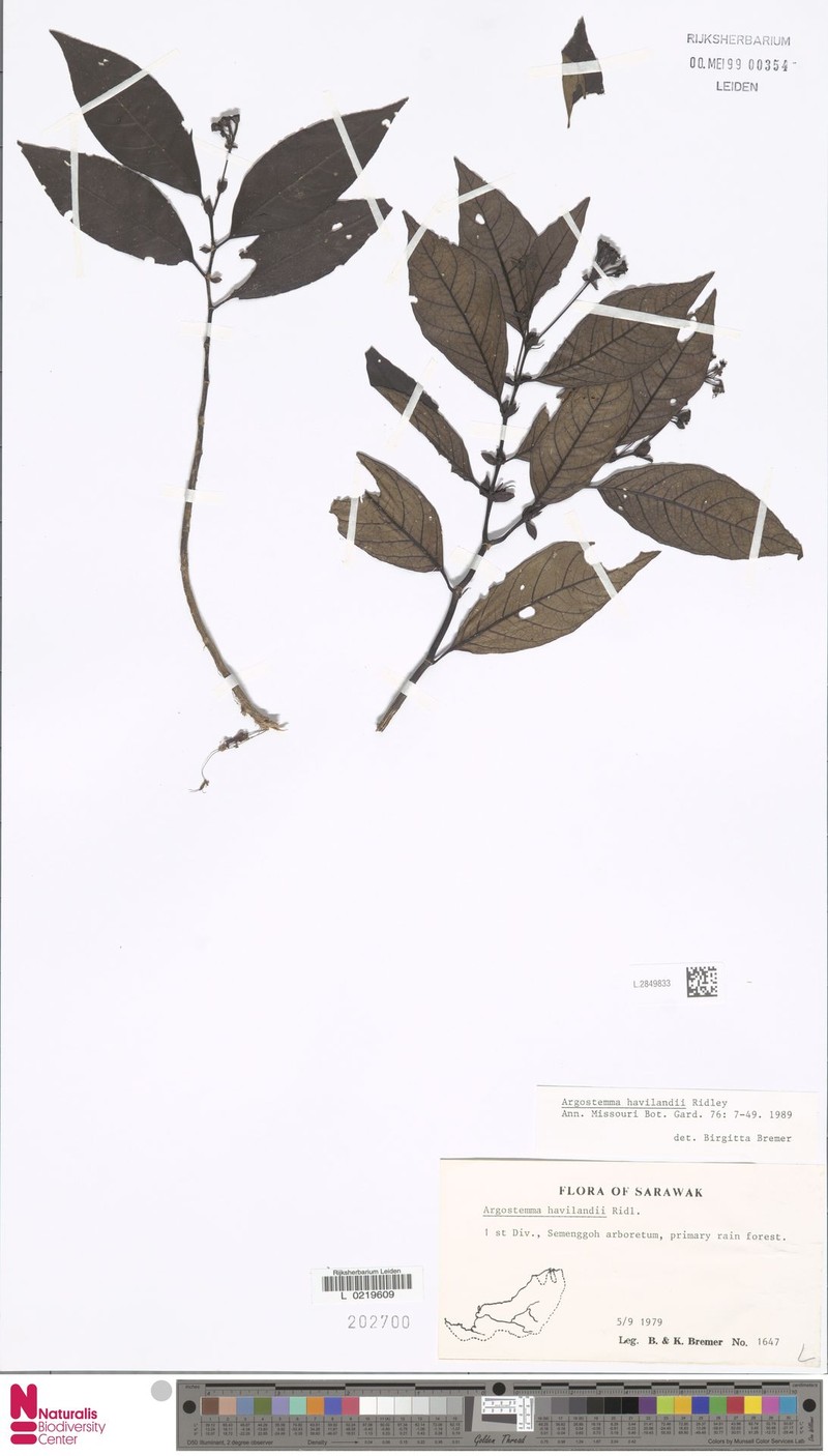 Argostemma havilandii photo 2