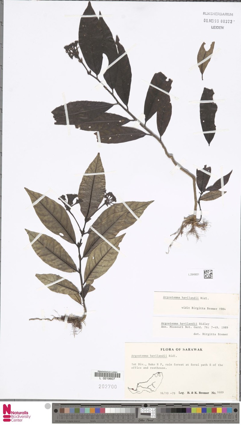 Argostemma havilandii photo 4