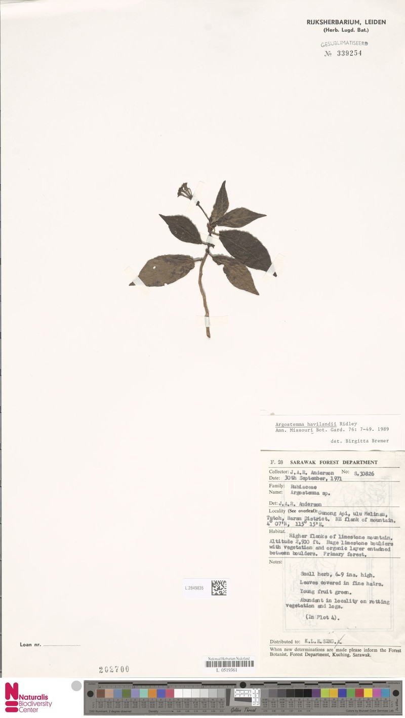 Argostemma havilandii photo 5
