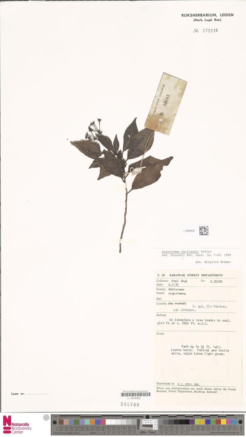 Argostemma havilandii photo 6