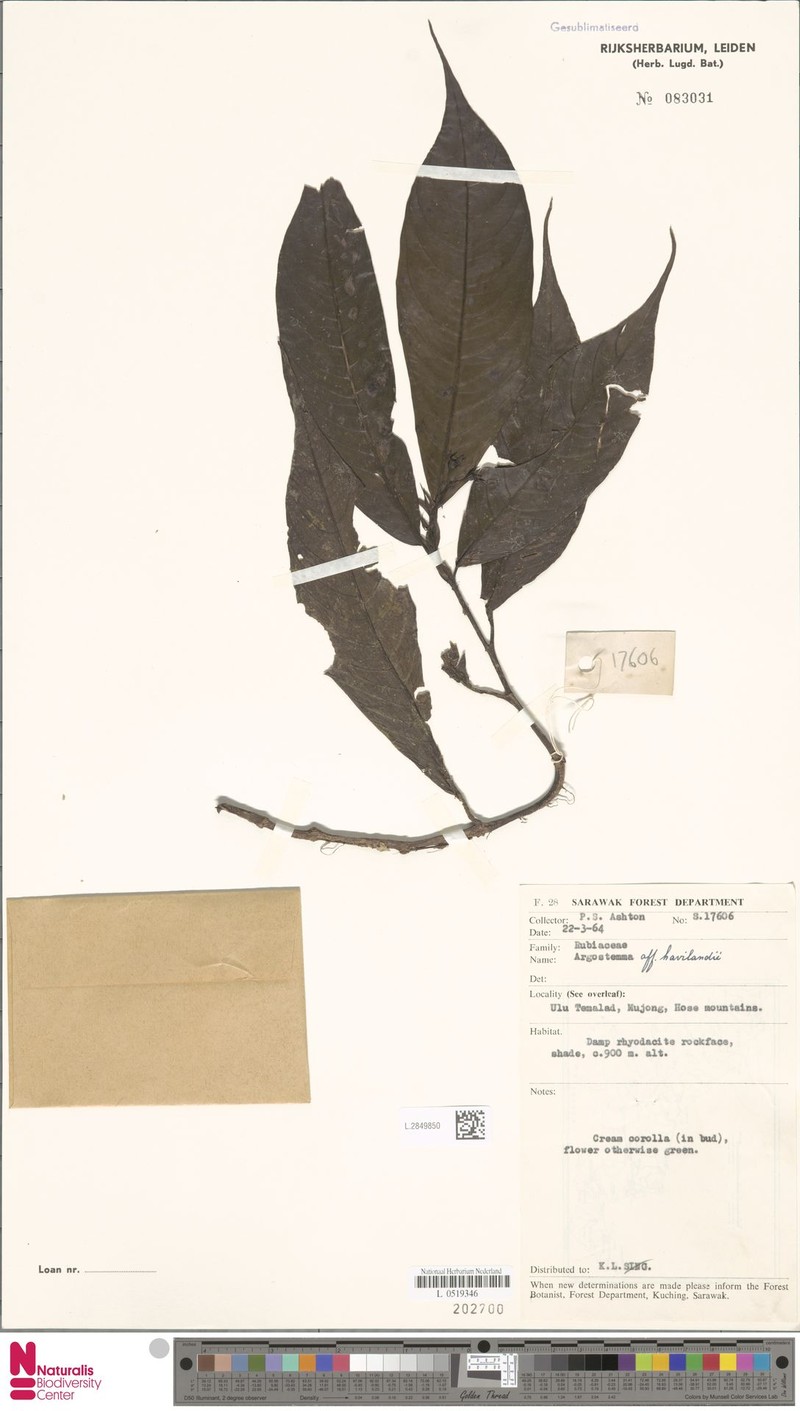 Argostemma havilandii photo 7