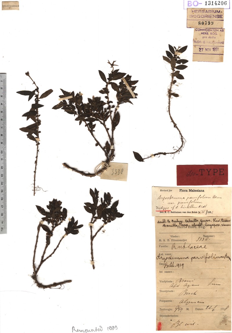 Argostemma hirtellum