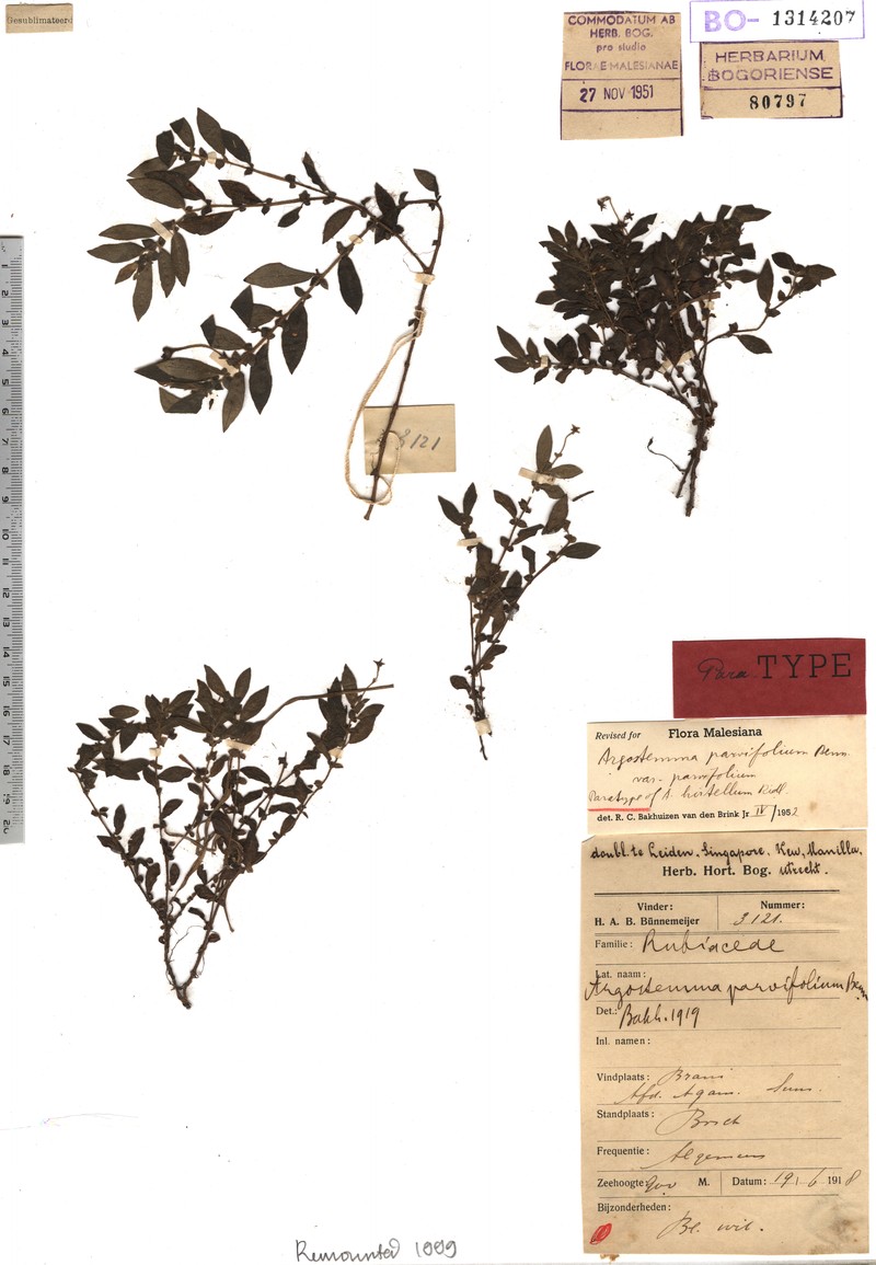 Argostemma hirtellum photo 2