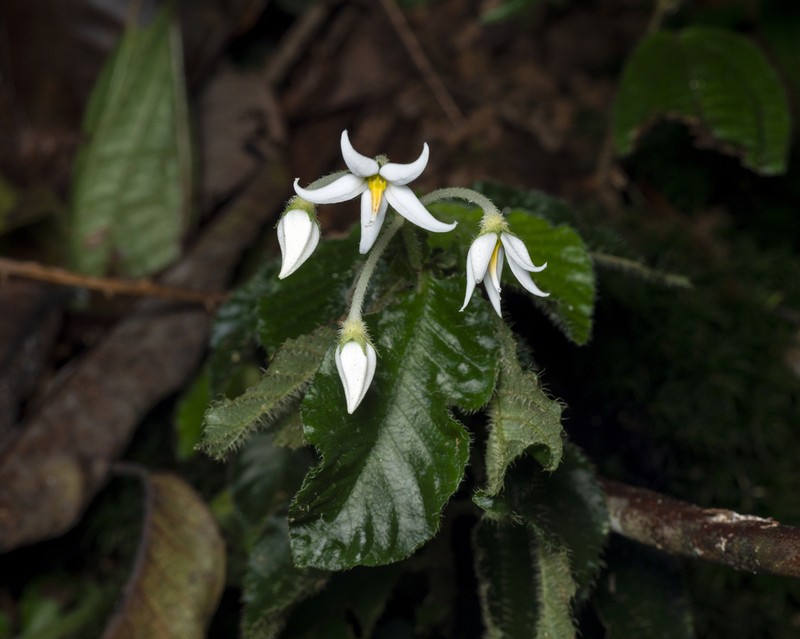 Argostemma hookeri photo 3