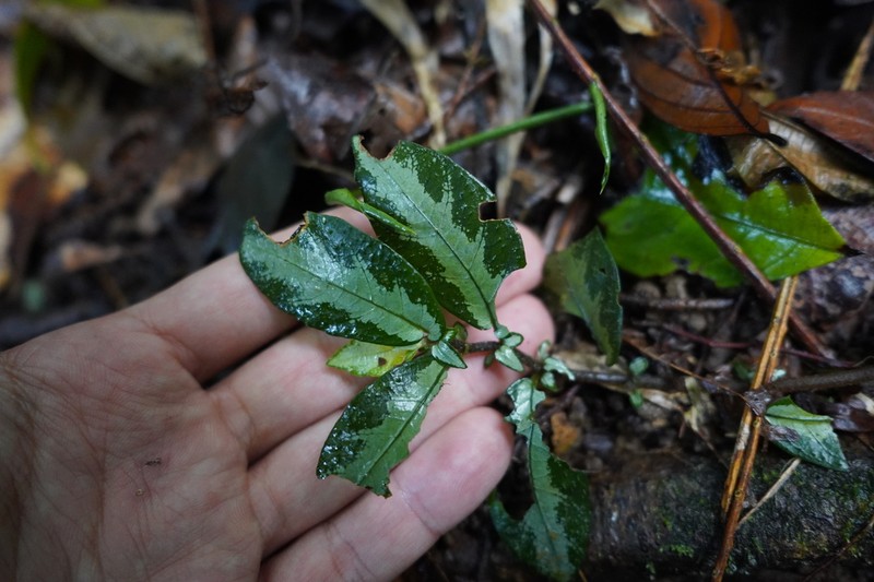 Argostemma hookeri photo 4