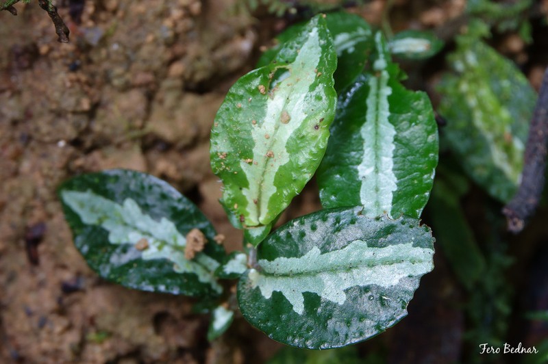 Argostemma hookeri photo 5
