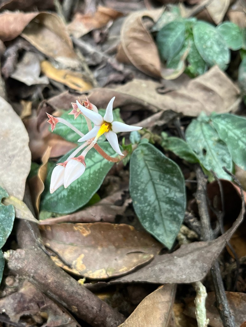 Argostemma hookeri photo 6
