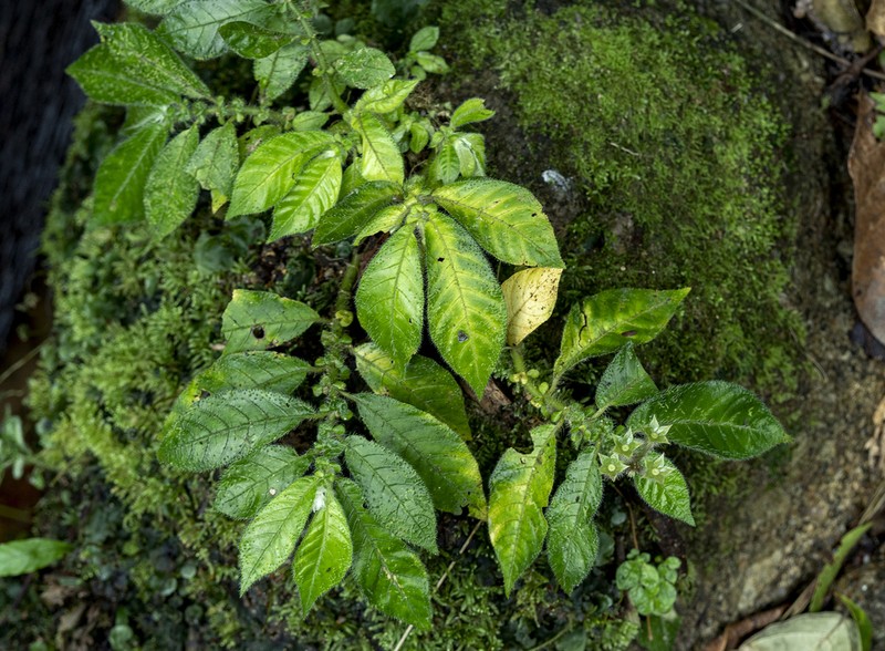 Argostemma hookeri photo 7