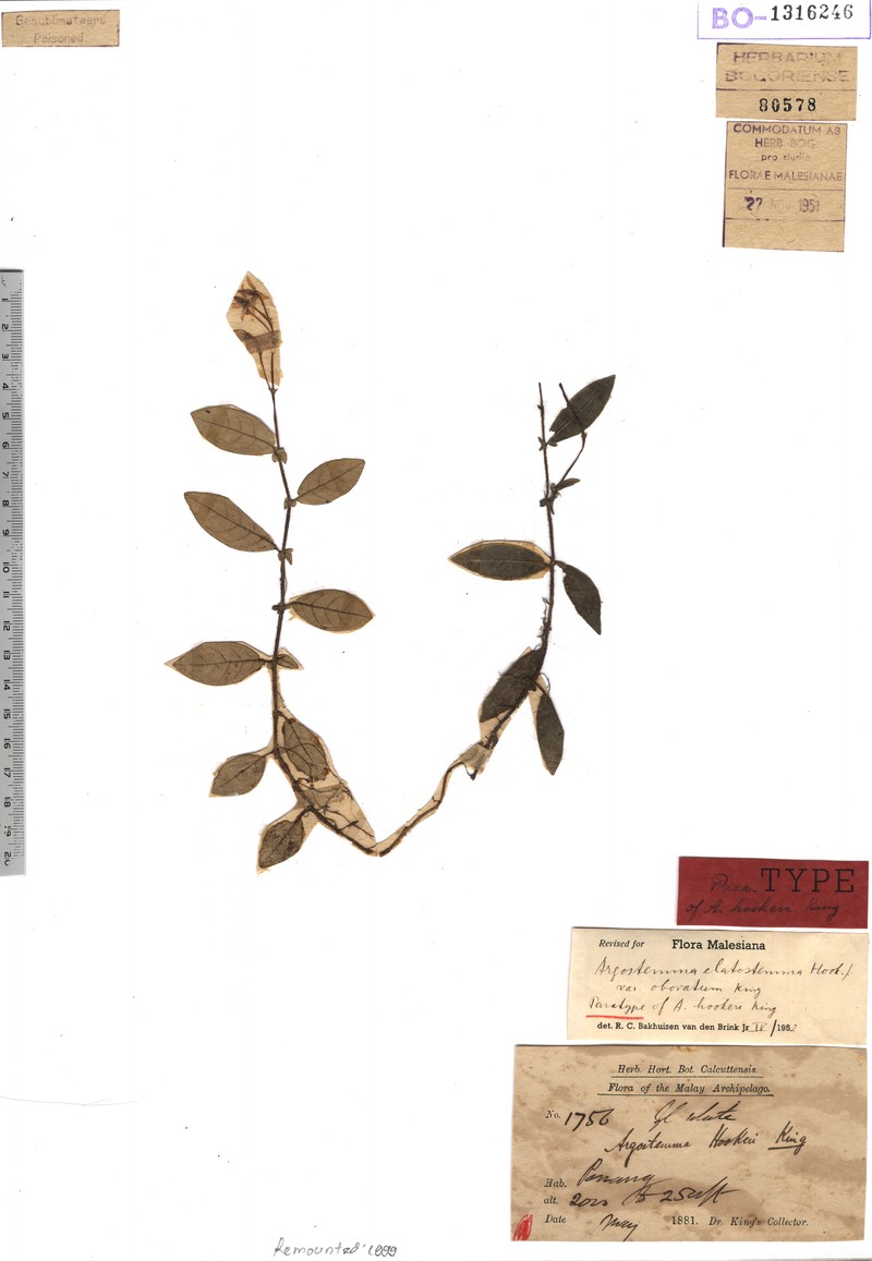 Argostemma hookeri photo 2