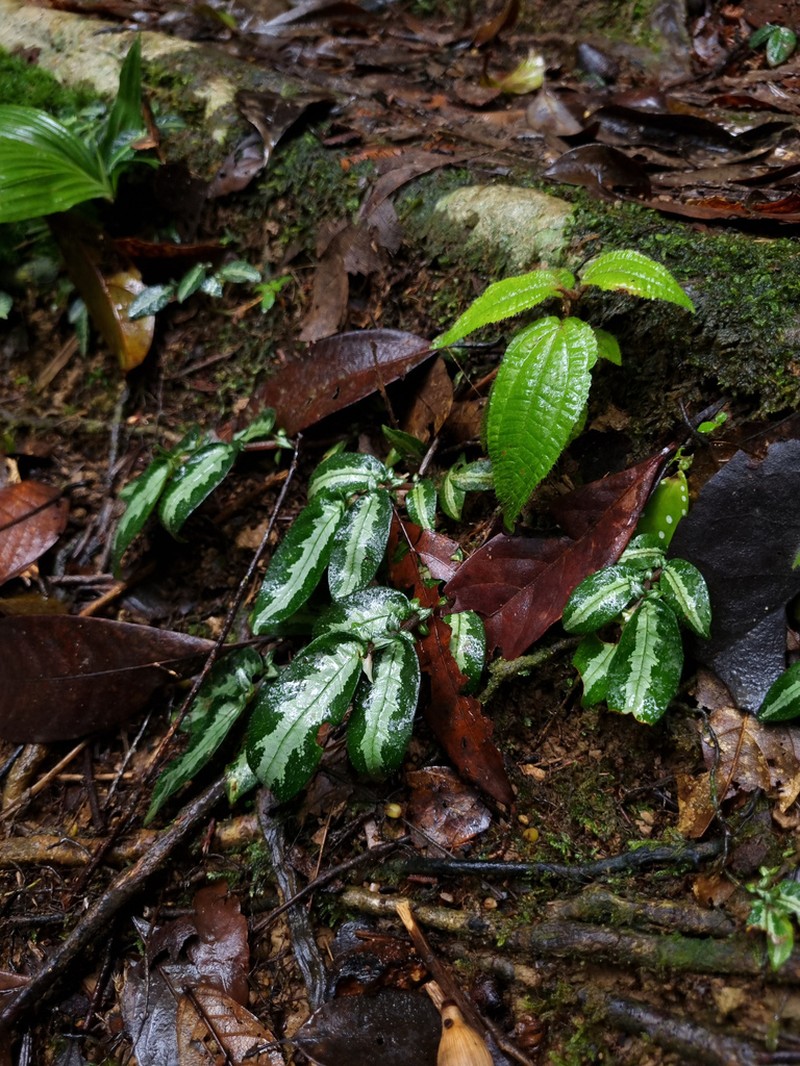 Argostemma hookeri
