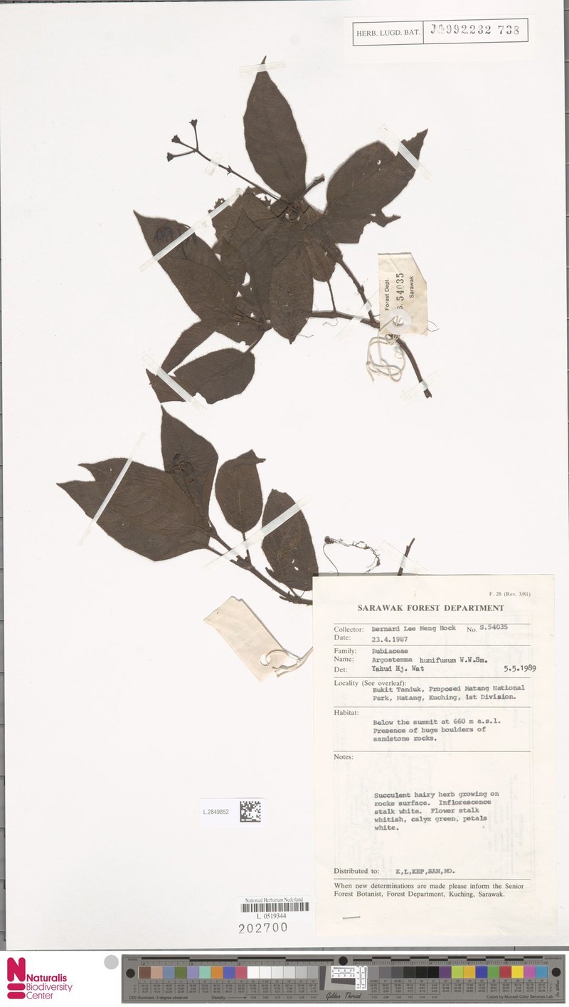 Argostemma humifusum