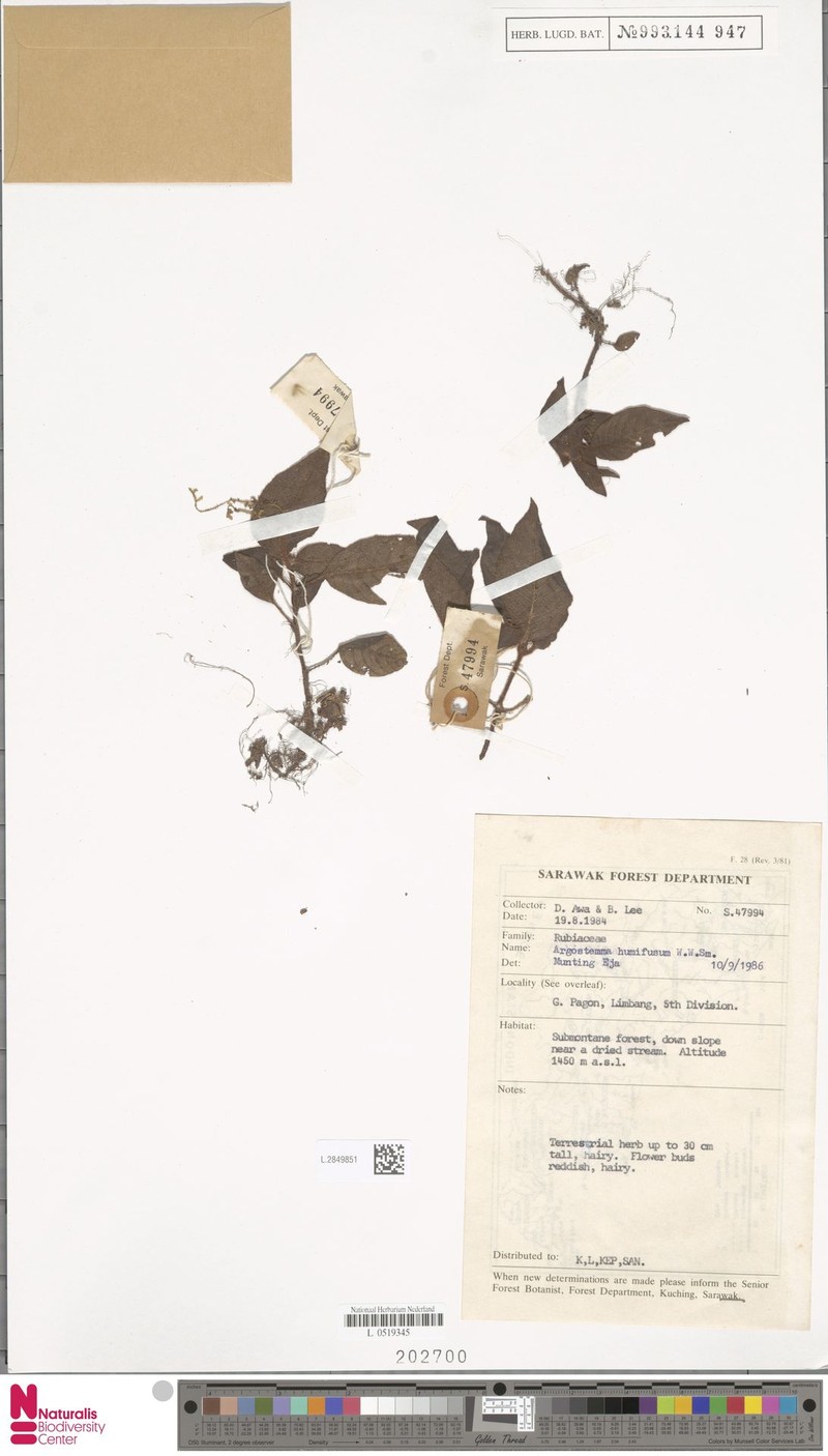 Argostemma humifusum photo 2