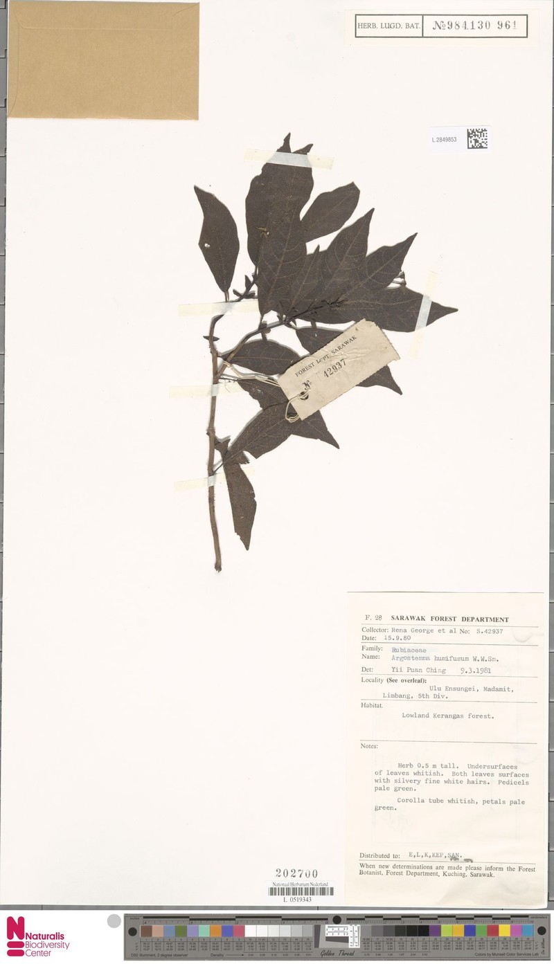 Argostemma humifusum photo 3