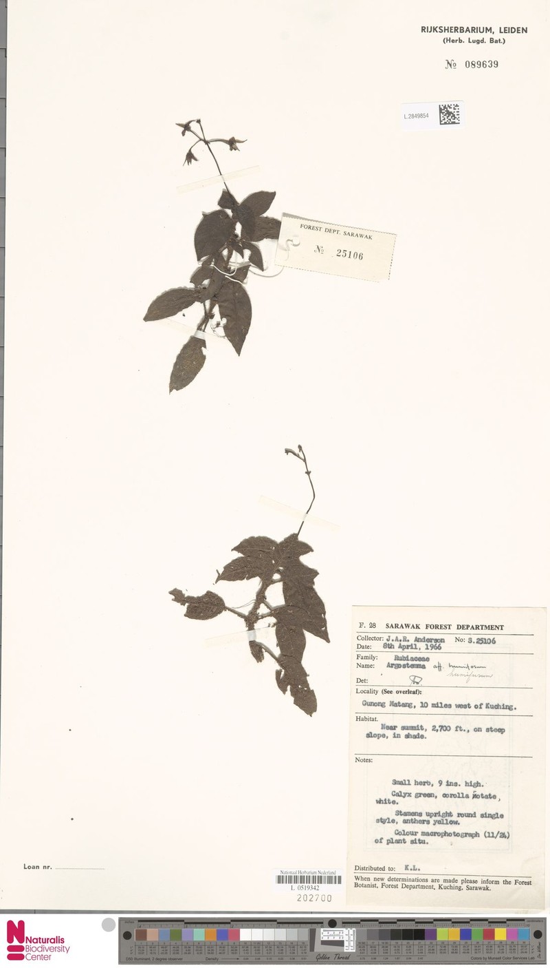 Argostemma humifusum photo 4