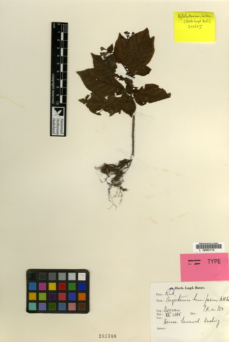 Argostemma humifusum photo 5