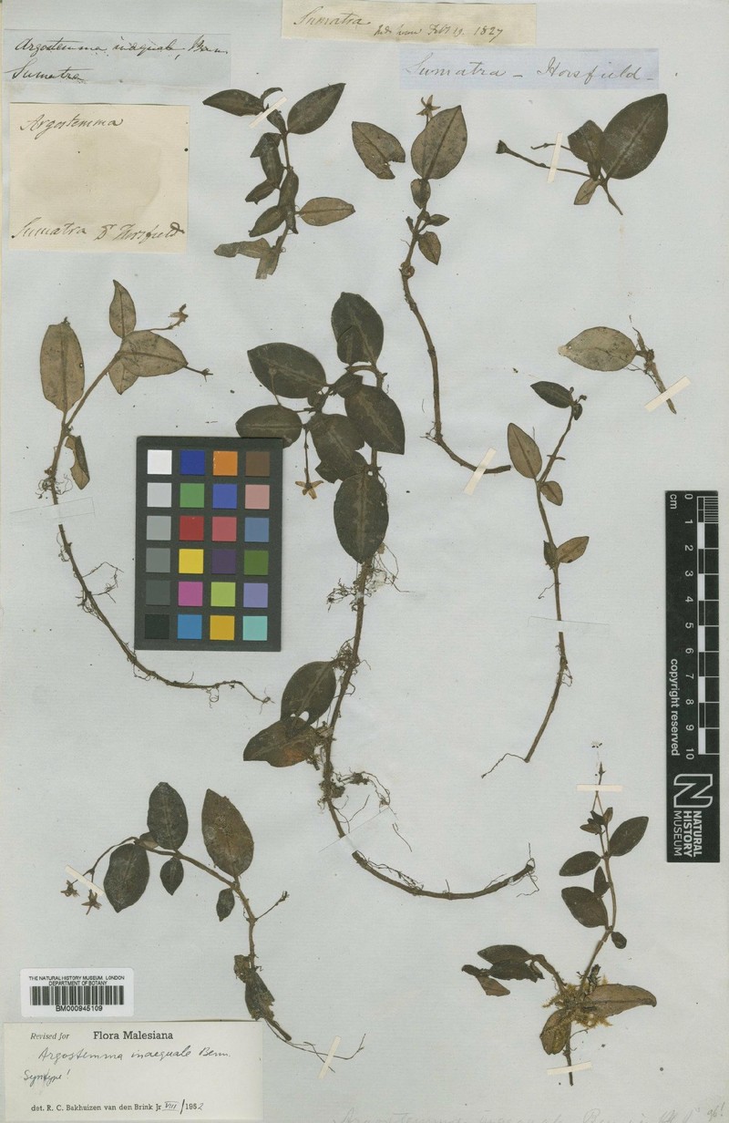 Argostemma inaequale photo 2