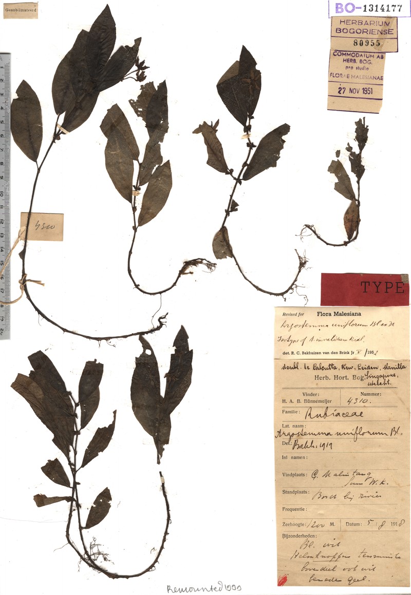 Argostemma invalidum
