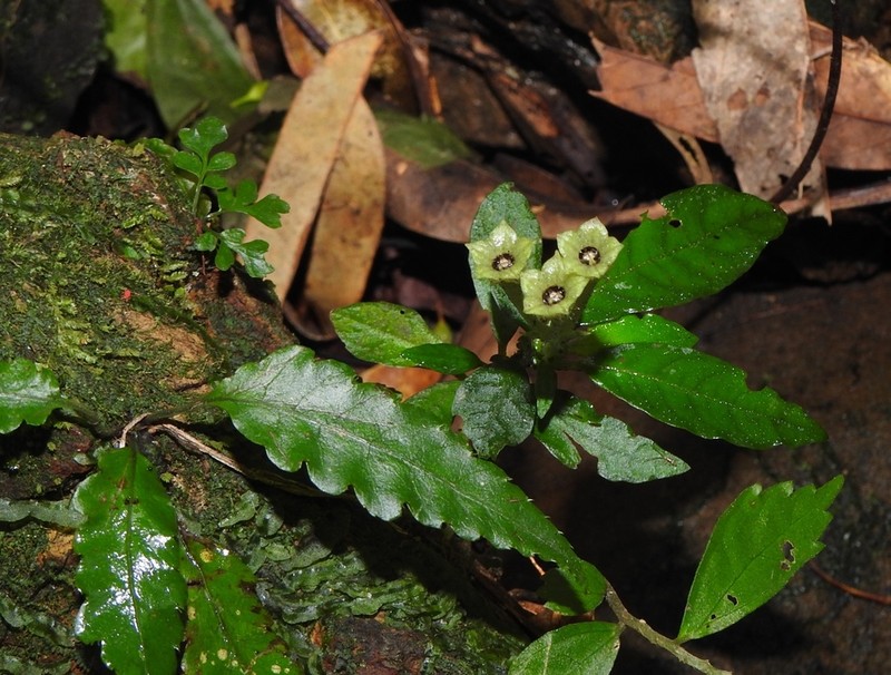 Argostemma iriomotense
