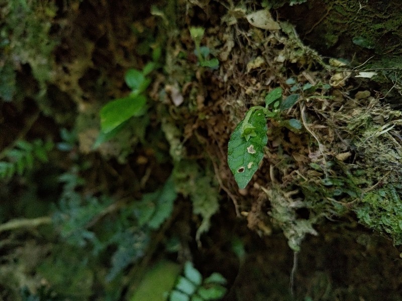 Argostemma iriomotense photo 2