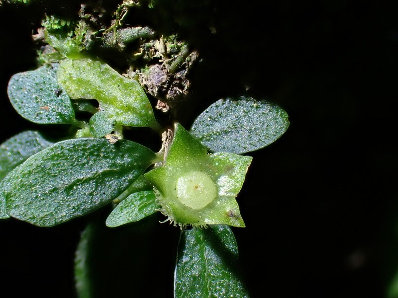 Argostemma iriomotense photo 3