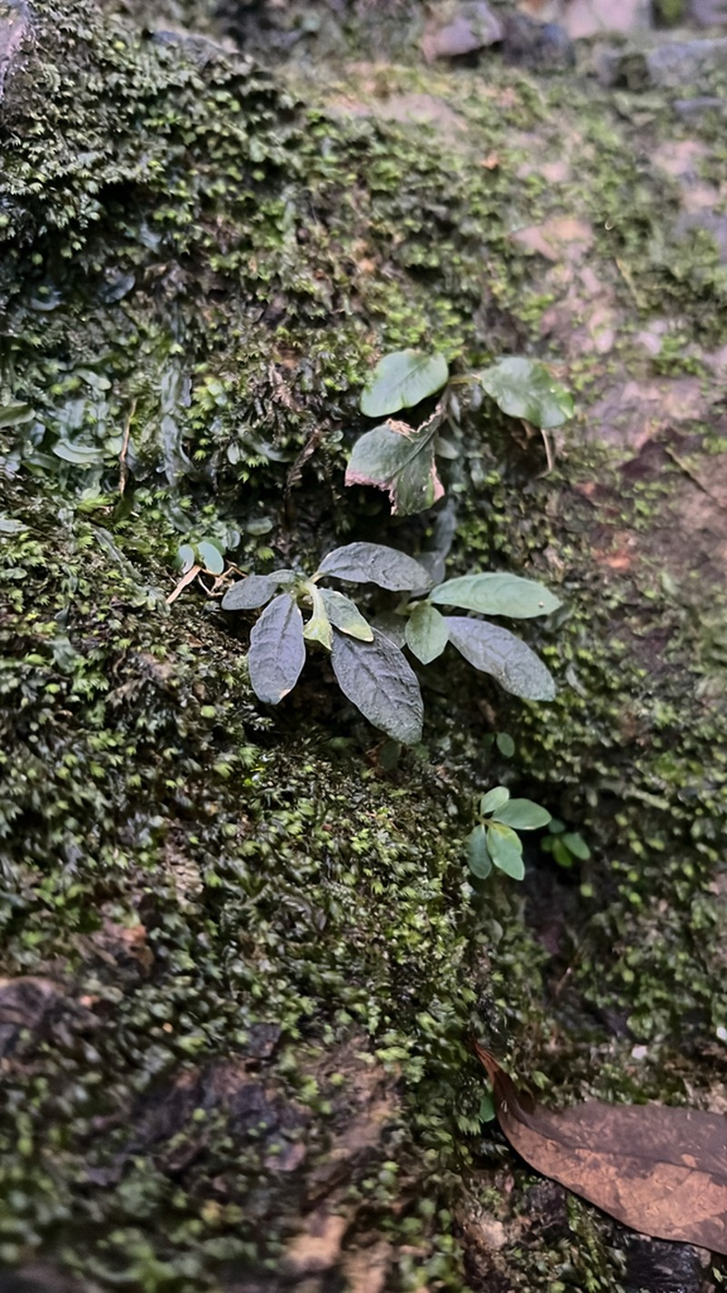 Argostemma iriomotense photo 4