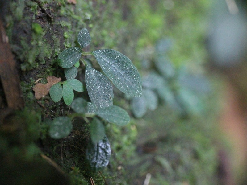 Argostemma iriomotense photo 5