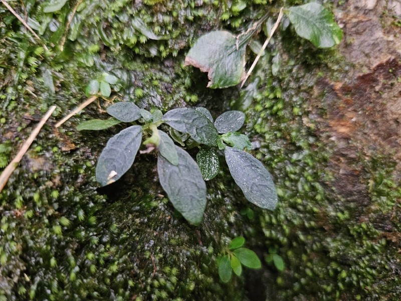 Argostemma iriomotense photo 6